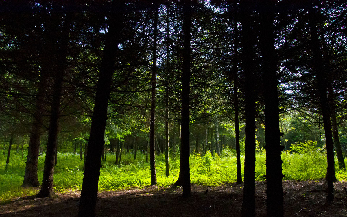森林光影