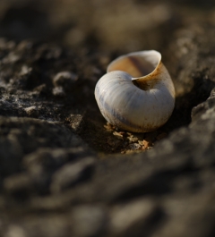 蜗牛背着那重重的壳