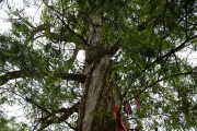 巫溪千年古树