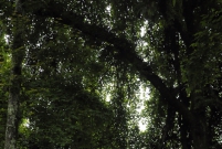 巫溪风光——藤缠树